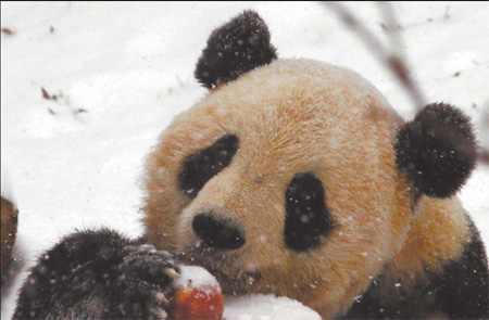 Wanted: Chinese teacher and boyfriend for US-born panda