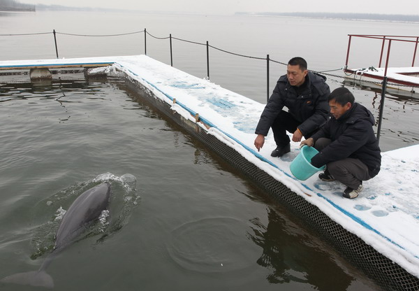 Rare species battle Yangtze's tide of death