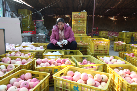 Fruits give farmers juicy bite of profits