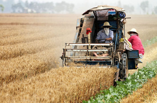 Chinese farmers reaping a harvest