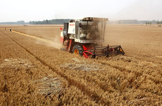 Chinese farmers reaping a harvest