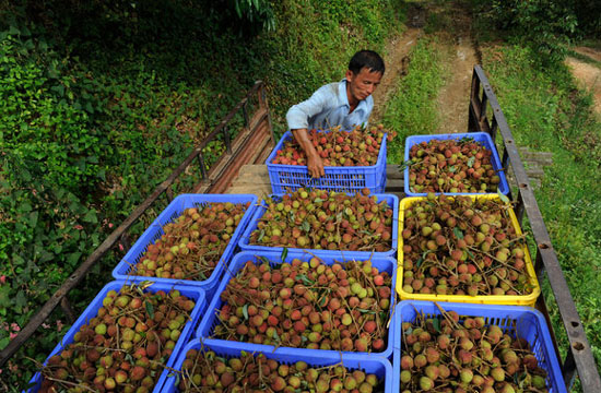 A sweet harvest in Guangxi