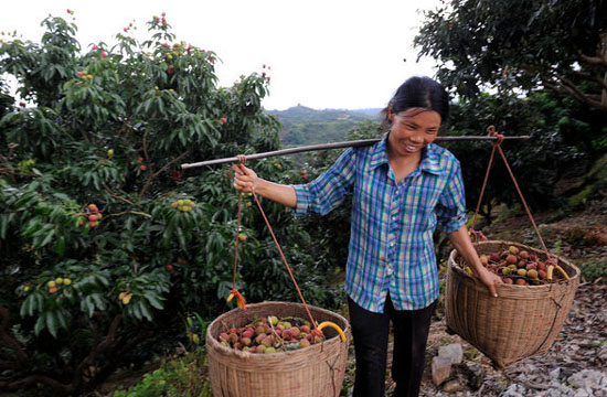 A sweet harvest in Guangxi