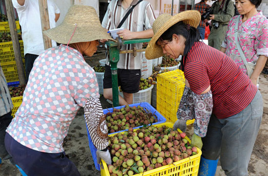 A sweet harvest in Guangxi