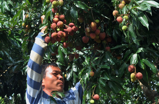 A sweet harvest in Guangxi