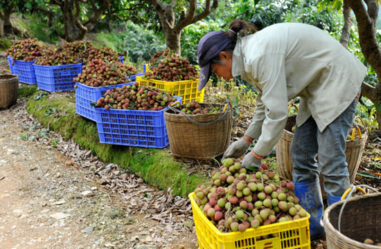 A sweet harvest in Guangxi