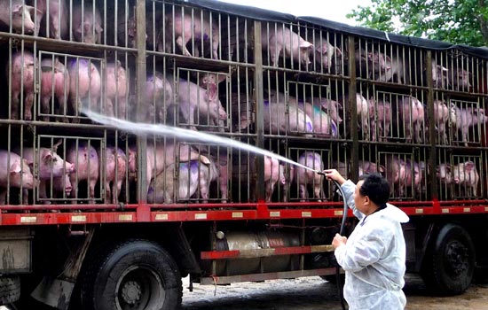 Henan pigs enjoy 'VIP' treatment