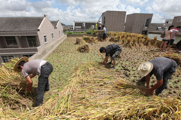 Harvest on the roof