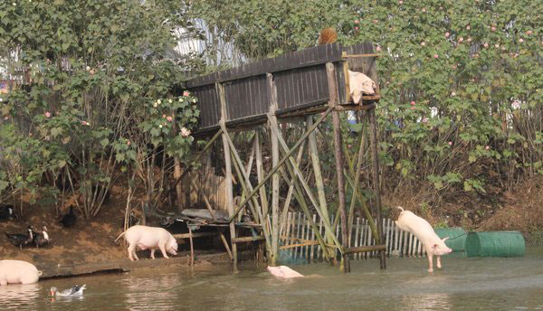 Swimming pigs worth triple