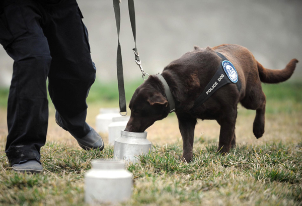 Police dog on duty during travel rush