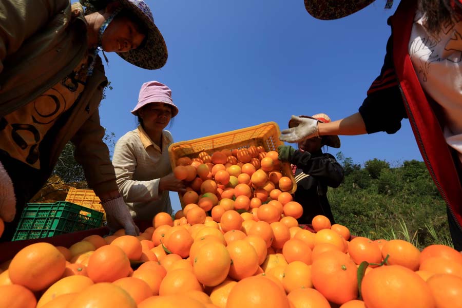 Autumn harvest for citrus farmers