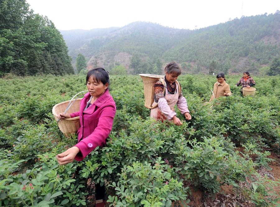 Rose flowers processed in Yunnan