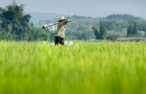 Decades-old farm subsidy system to be phased out