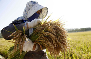 China's quarantine watchdog rejects US GM corn