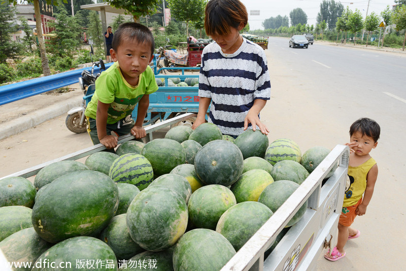 Harvest brings little joy to melon farmers