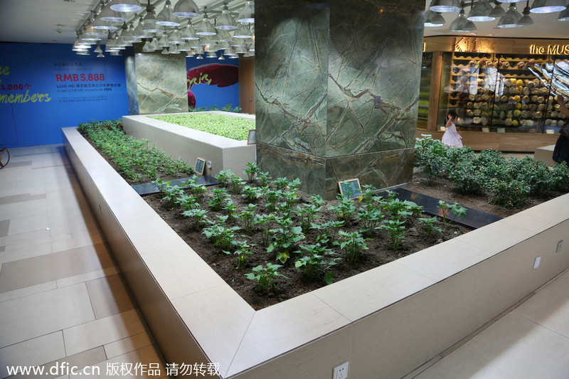 Urban farming in a high-end shopping mall