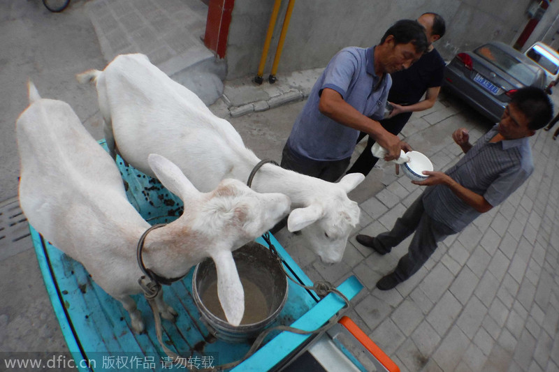 Farmer sells on-site goat milk in Shanxi