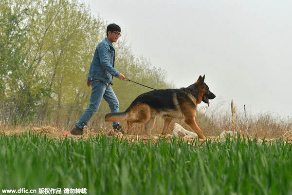 Trainer takes the bite out of dogs