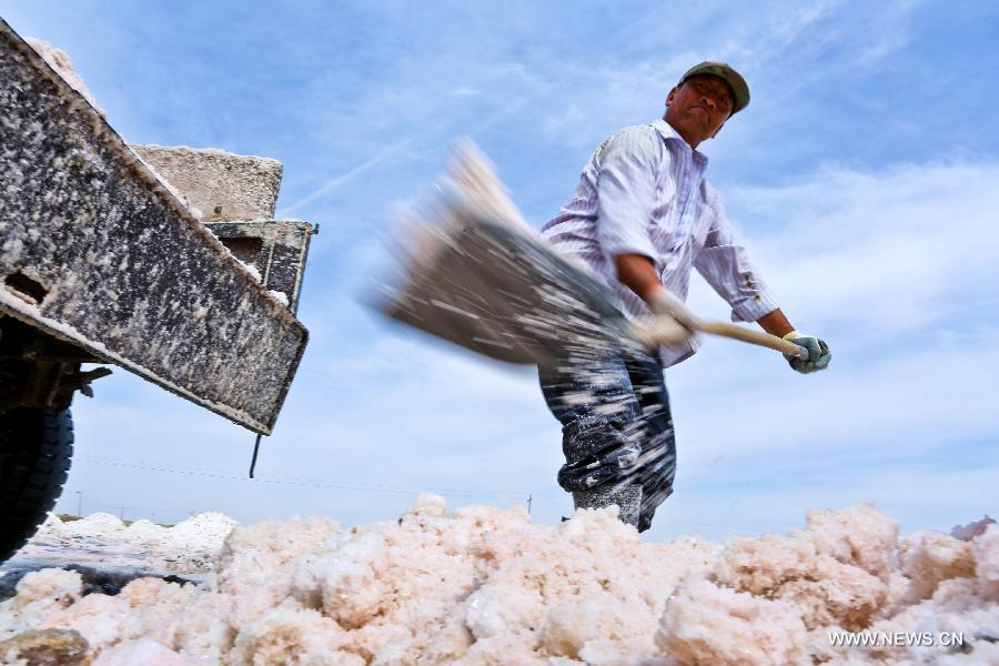 Workers harvest dried salt in Gansu