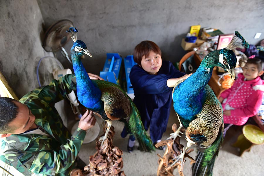 Farmer couple finds wealth in raising peacocks