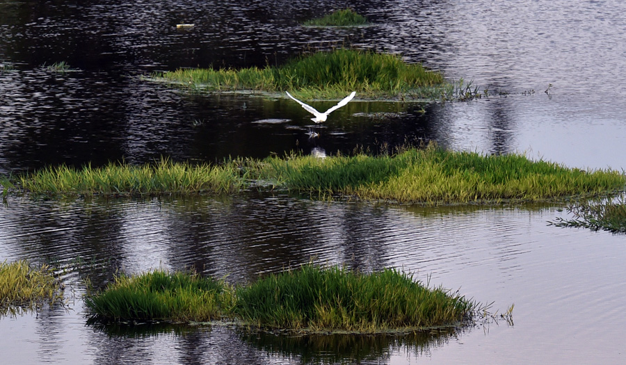 Wetland helps preserve ecology of Dianchi Lake