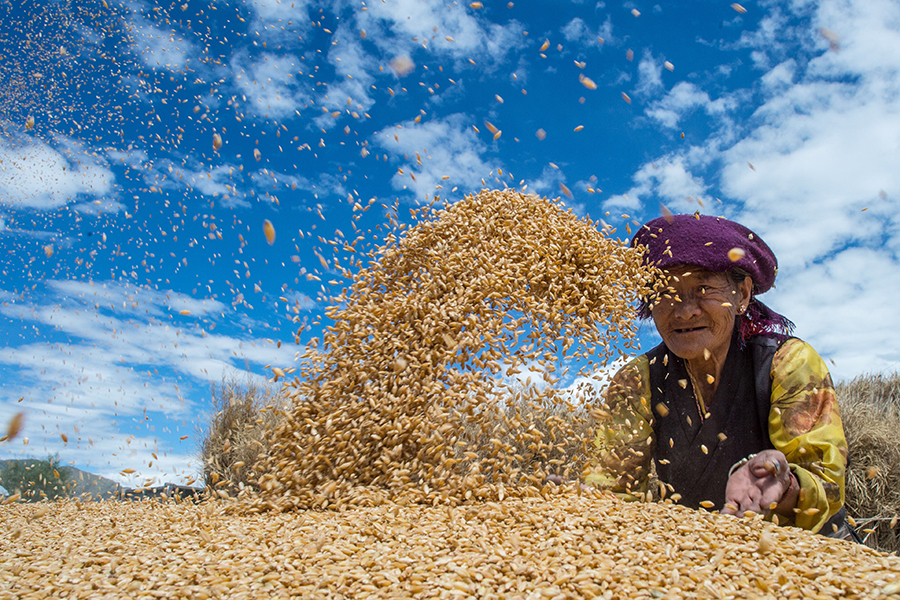 Harvest season colored by ripe crops in China