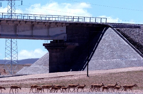 Tibetan antelopes migrate as usual