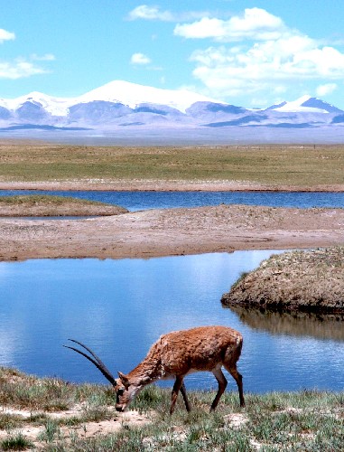 Tibetan antelopes migrate as usual