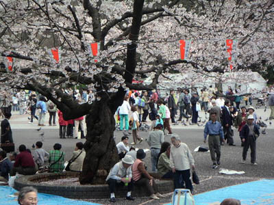 Cherry blossom in Tokyo