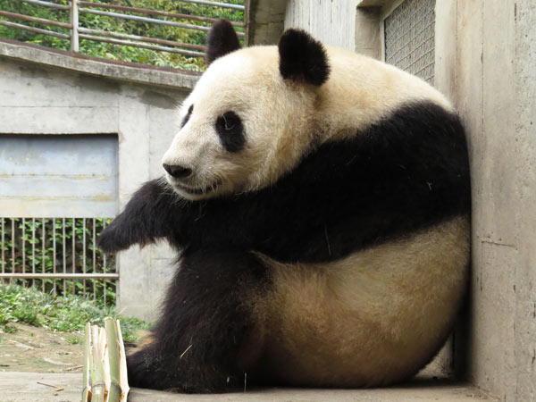 Pandas enjoy post-quake peace