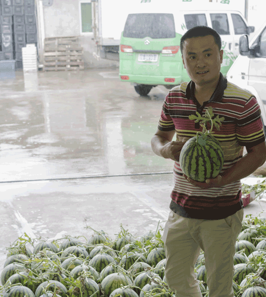 Watermelon experts in high demand