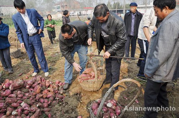 Sweet potatoes bring profit and fun to village