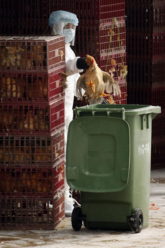 Bird flu prompts market chicken cull in HK