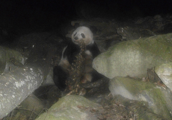 Panda shows carnivorous side