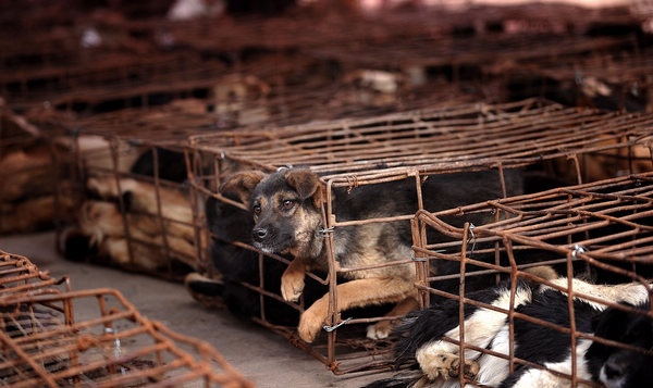 Shelter filled with dogs saved from slaughter