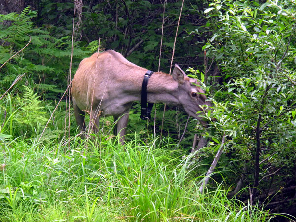 Over 30 deer released to appease tigers