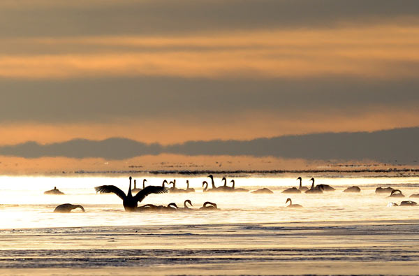 Wetland coverage expands amid collective efforts