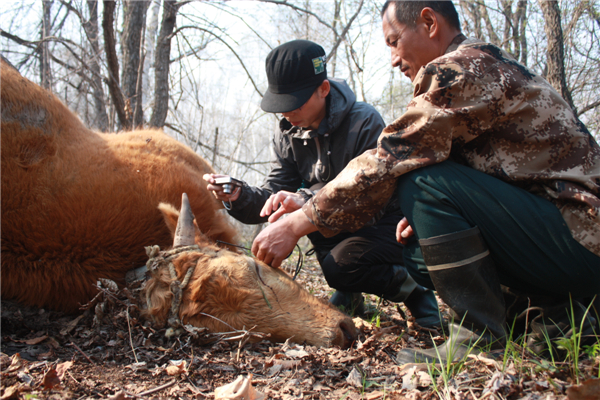 Marauding Siberian tigers kill livestock