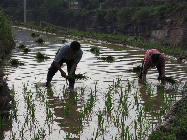 Farmers follow ancient lunar calendar