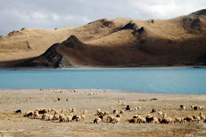 Lhasa to invest 1,000m yuan to plant trees