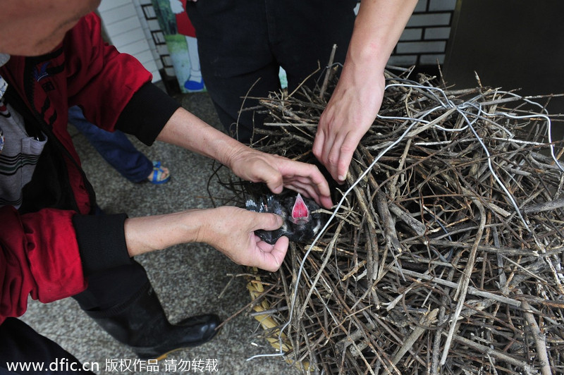 Steel nest removed from high voltage towers