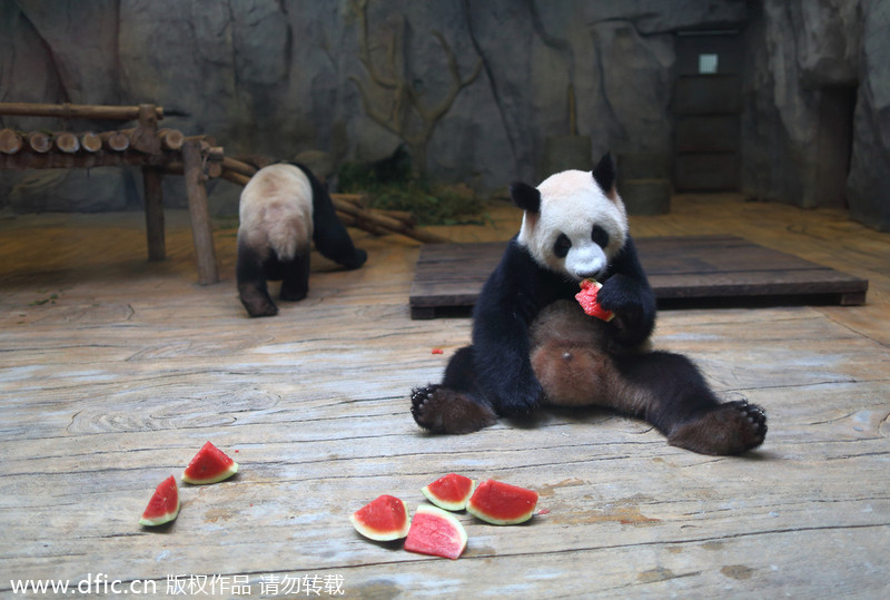 Animals keep cool in Shenzhen heat wave