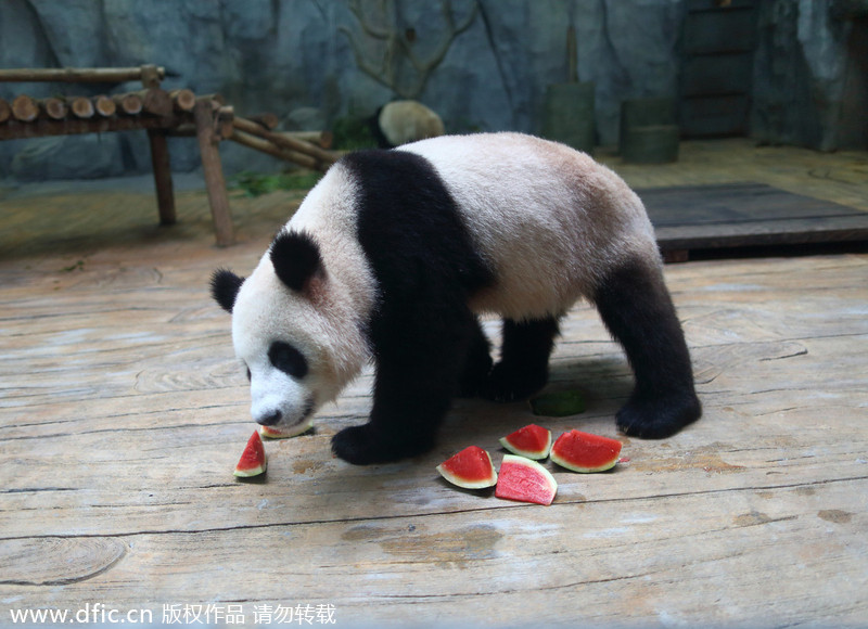 Animals keep cool in Shenzhen heat wave