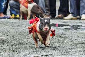 Animals keep cool in Shenzhen heat wave