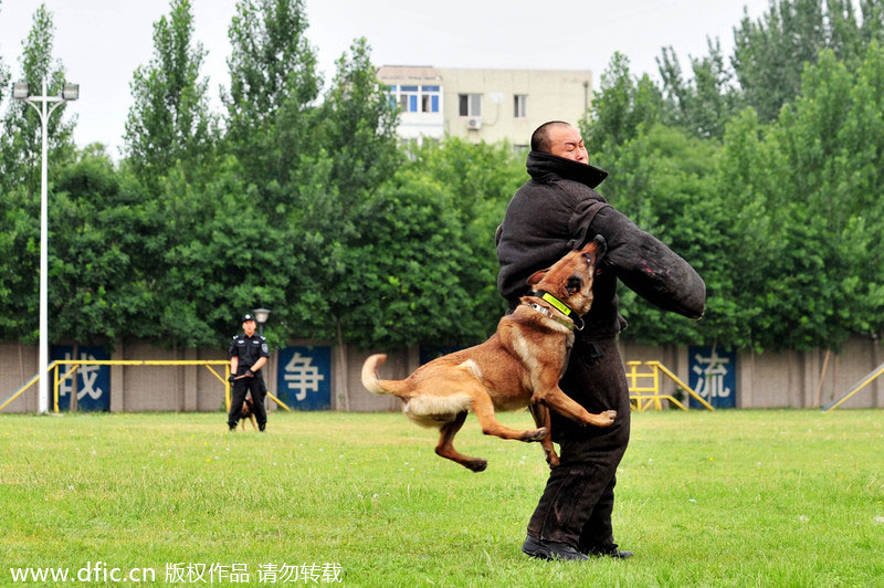 Taking a bite out of crime