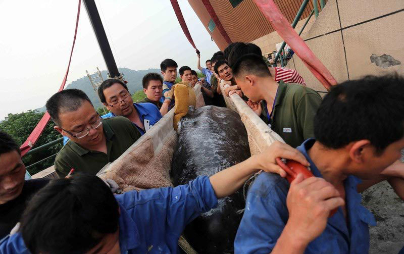 Gargantuan pilot whales arrive: the first two in China