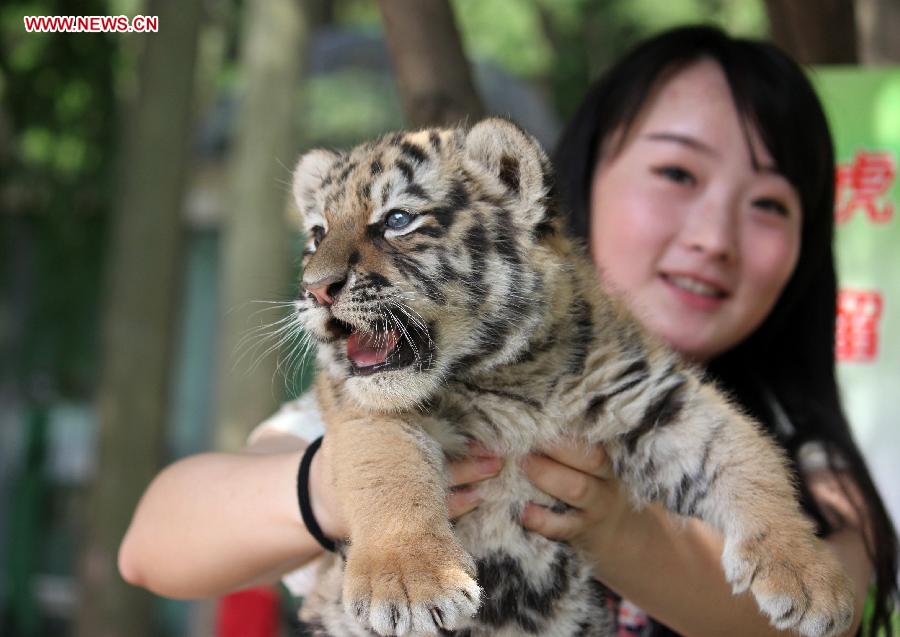 Siberian tiger cubs greet visitors