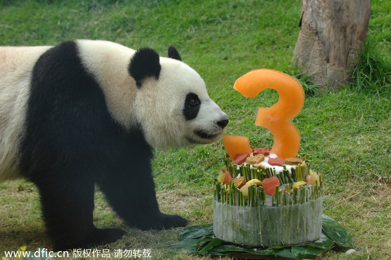 RIP <EM>Xinxin</EM>: Panda, 6, mourned in Macao