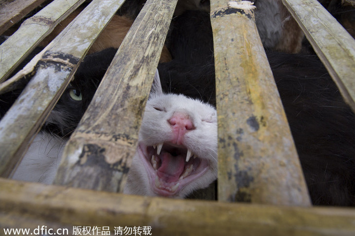 Animal rights activists intercept truck carrying 350 cats