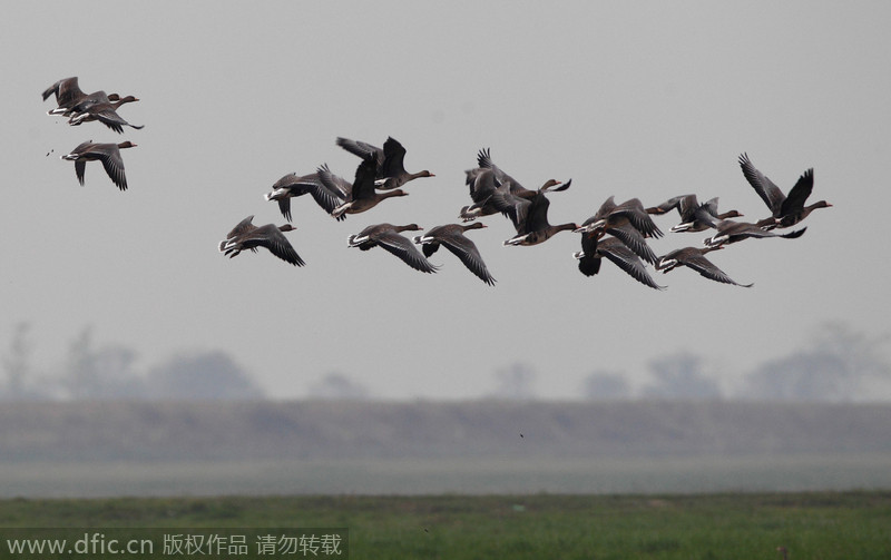 Poyang Lake witnesses its migratory guests